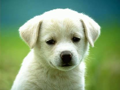 Images 51