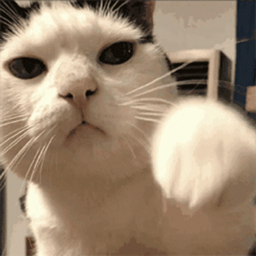 Cat cute