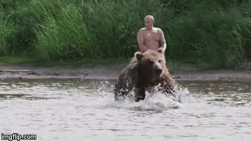 Putin riding a bear gif lol