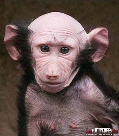bald-monkey_orig.jpg