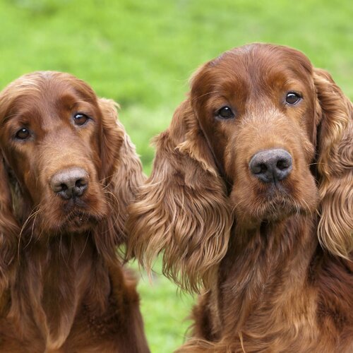 PairofIrishSetterDogs-ecaa2351f6ea4bafbbe73711691d3989.jpg