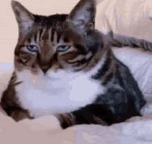 Bummed cat annoyed cat