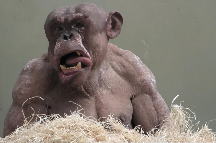hairless-chimps-04.jpeg