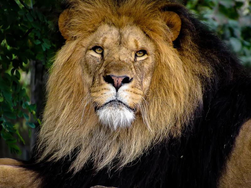 Lion face closeup maschio maestoso 101368721