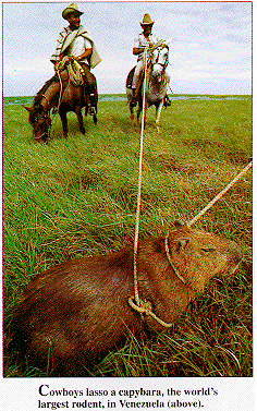 Capybara