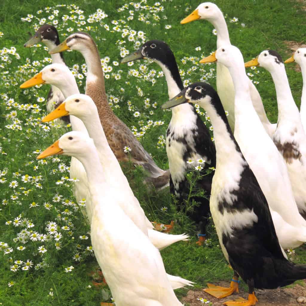 Runner flock thumb 1024x1024