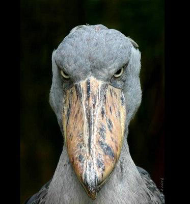 Boat billed heron