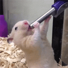 Giphy 2