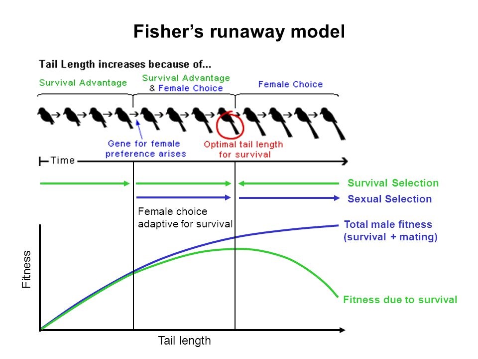 Fishers runaway and the myth of female sexual selection