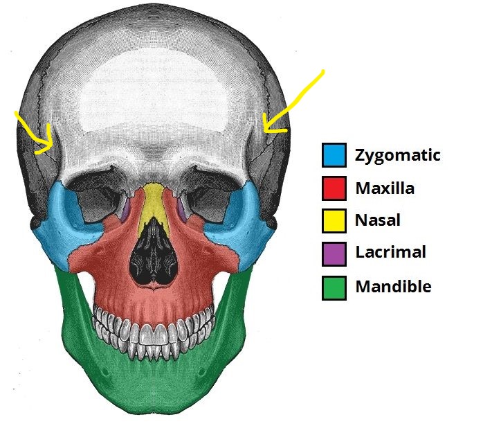 Skeleton