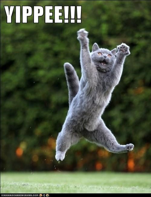 Cat yippee tcanhascheezburgercom