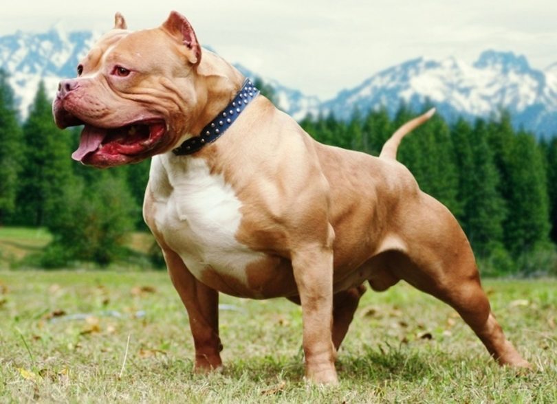 Pitbull e1463504274268