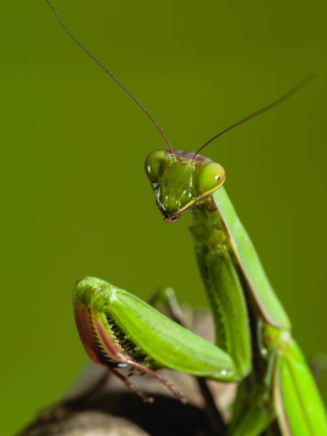 Istockphoto 1206047341 612x612