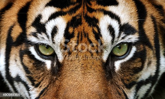 Istockphoto 490989354 170667a 2