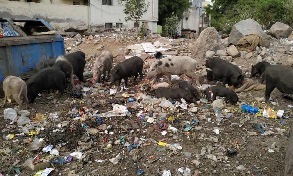 1600x960 201591 stray pigs