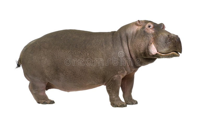 Hippopotamus amphibius del hippopotamus 30 aos 7981944