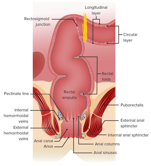 Gross-anatomy-of-the-rectum-and-anal-canal-1.jpg