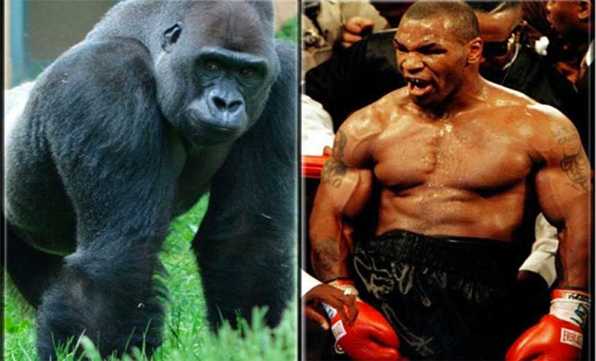 Mike tyson gorilla2 feat