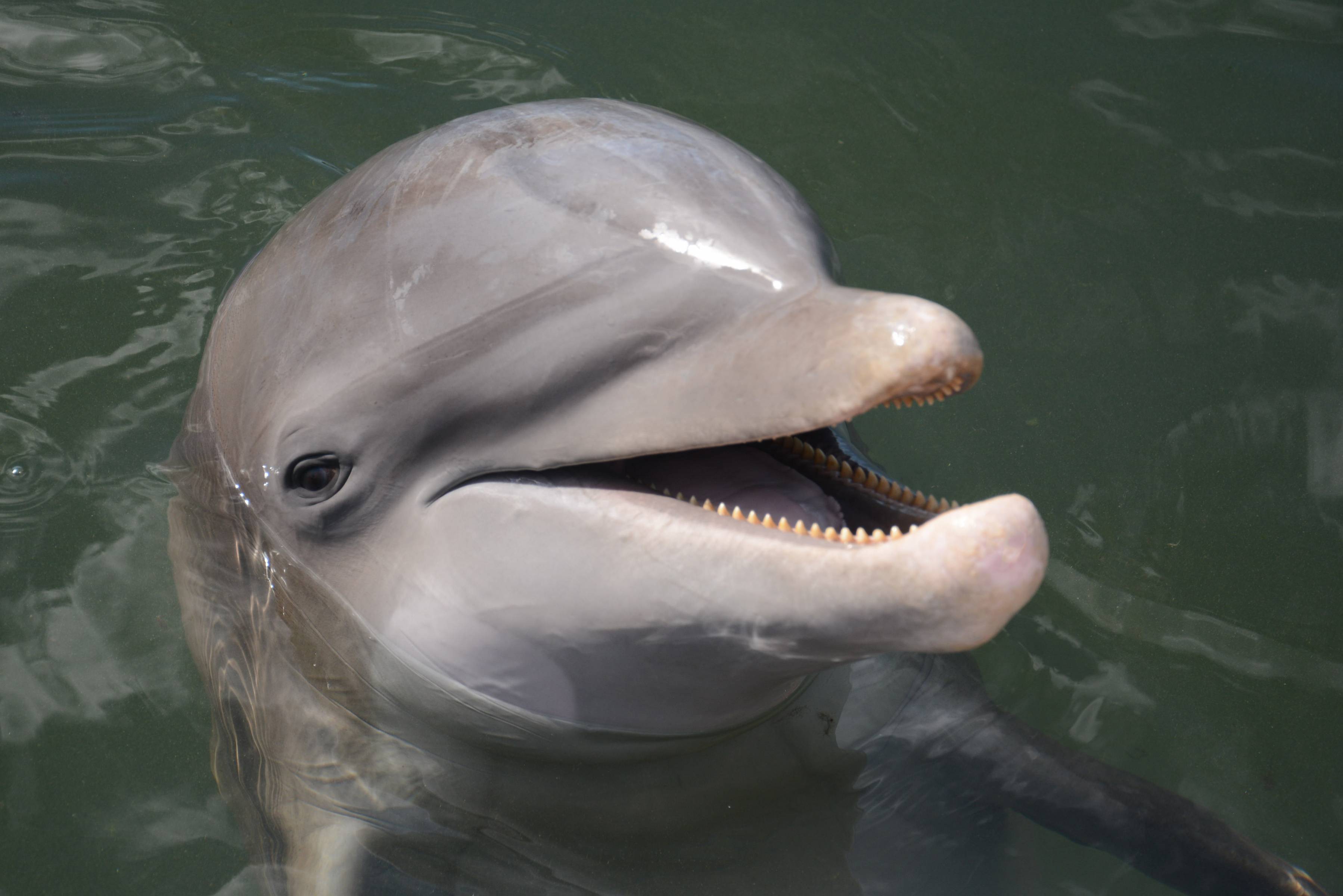 Dolphin Research Center Louie