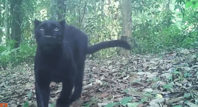 Pantherani 