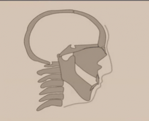 Maxilla
