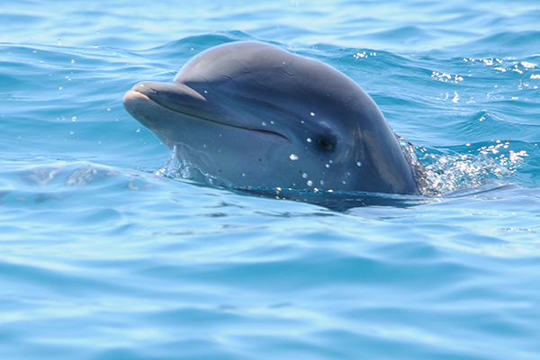 20 Dolphin looking at us 070318 BB 6326 600x400 1