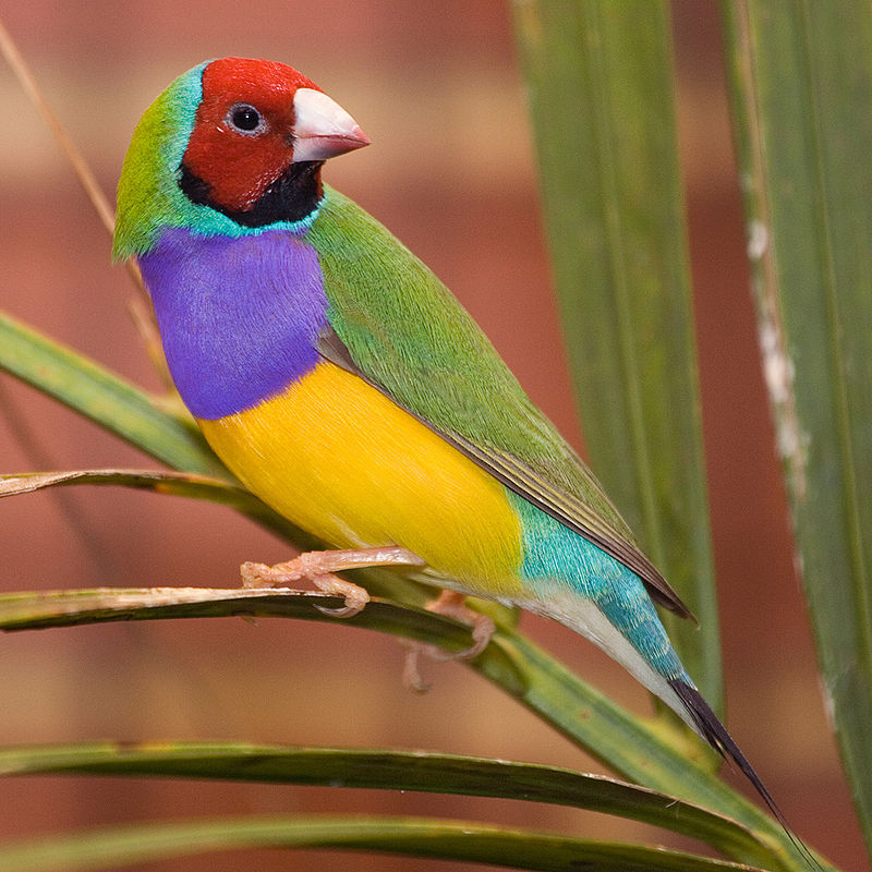 800px Male adult Gouldian Finch