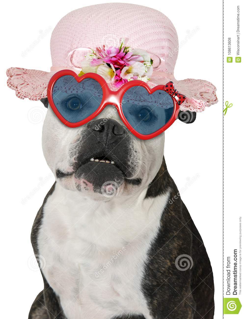 Funny girl female dog wearing heart shaped sunglasses pink hat bonnet bulldog isolated white p