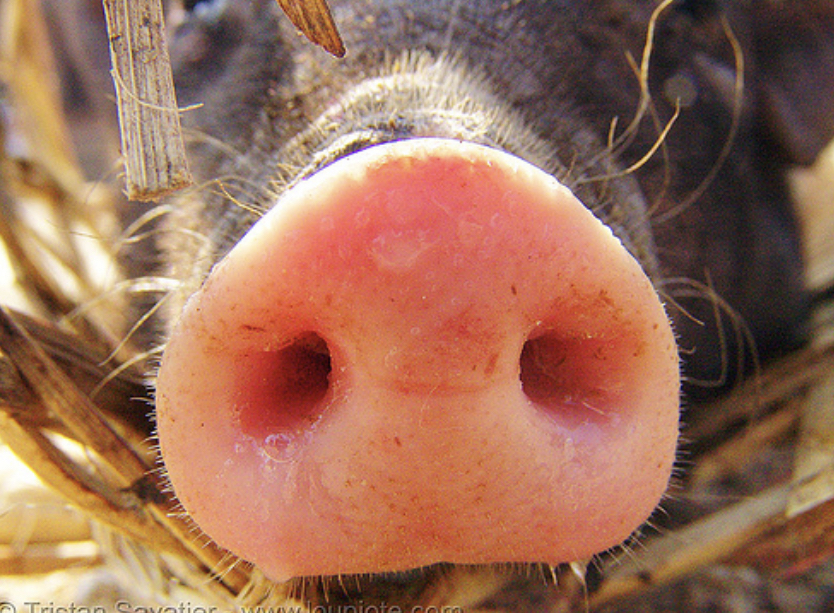 35F0252A F6CE 46F2 97E6 8BC860935B0C