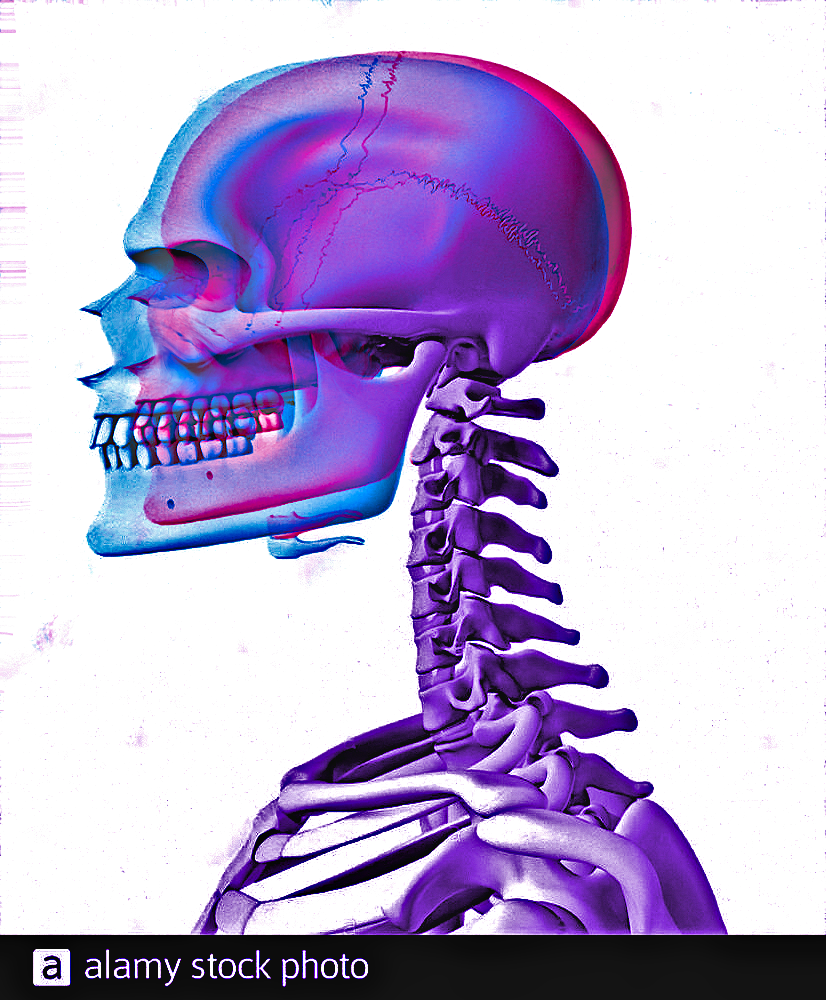 SKULLS COMPARE SEXES
