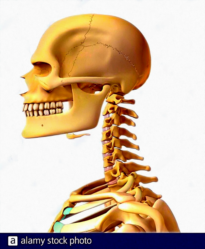 Fix skull lines