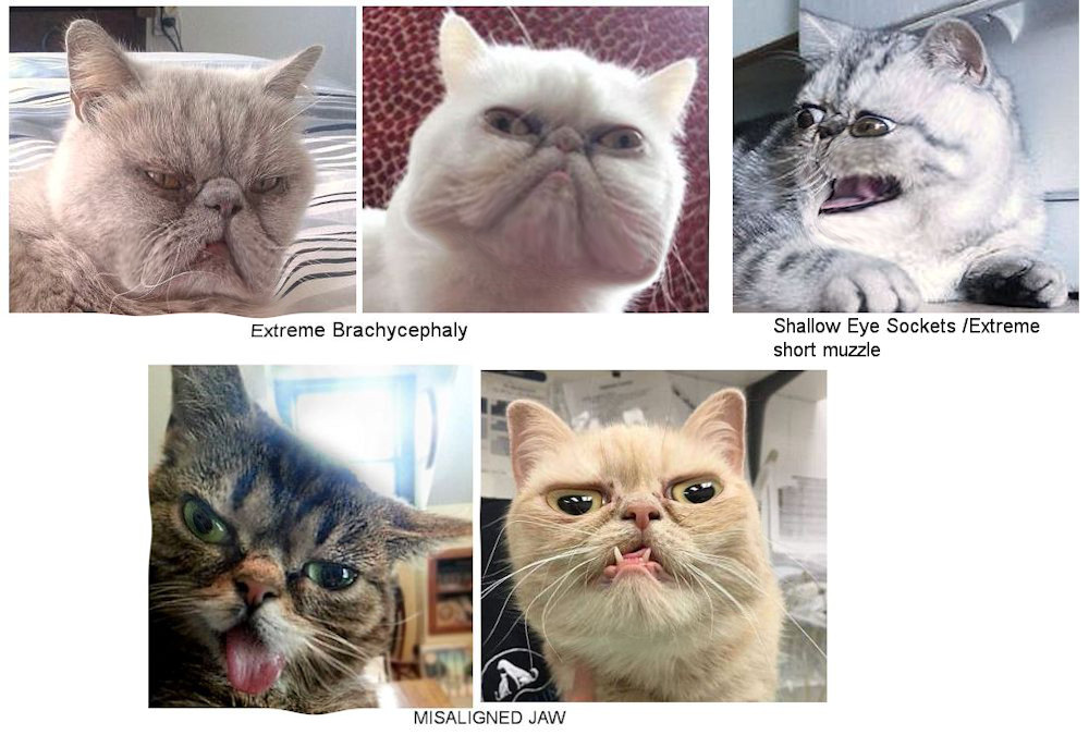 Chad morphs