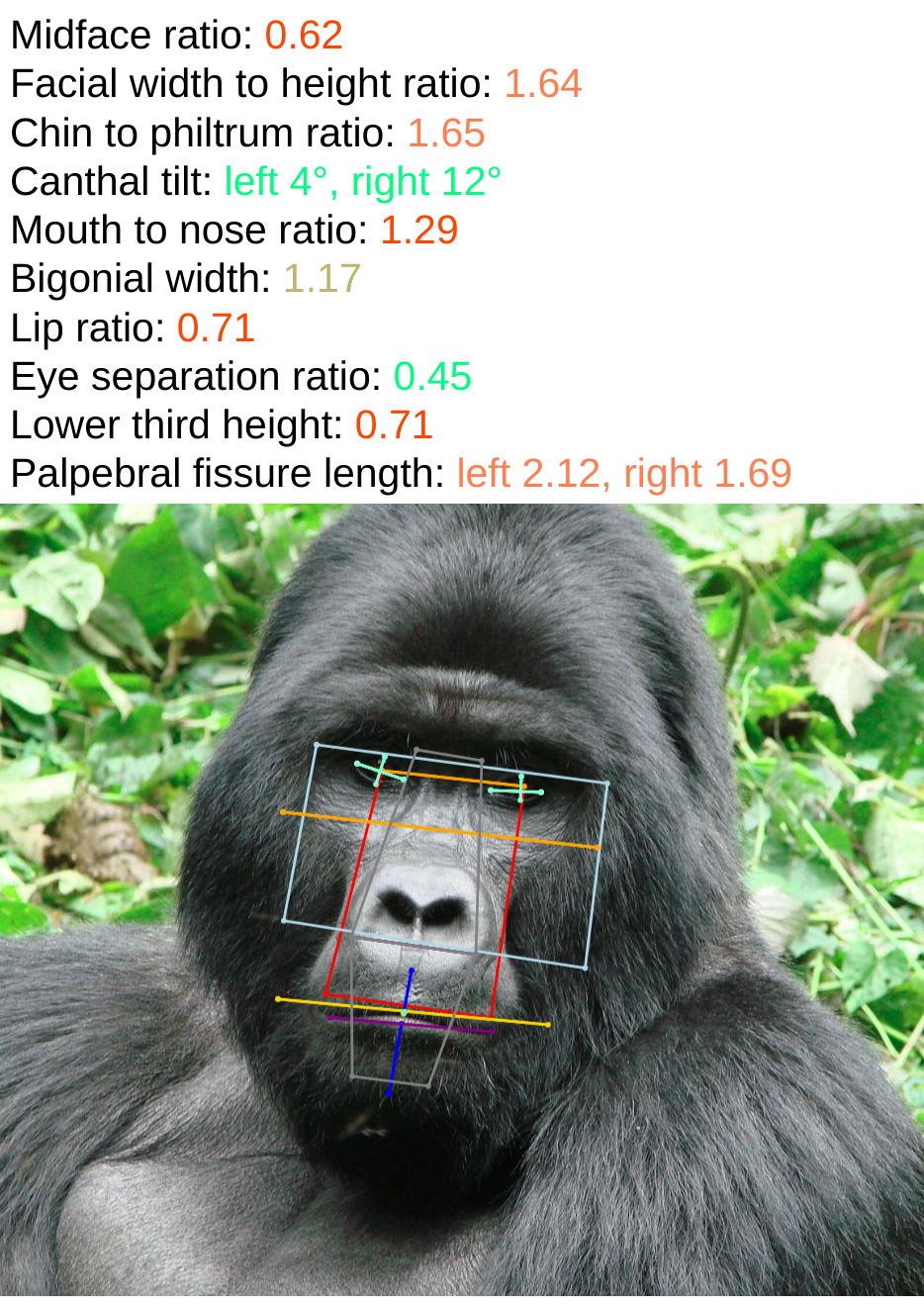 Gorilla ratios