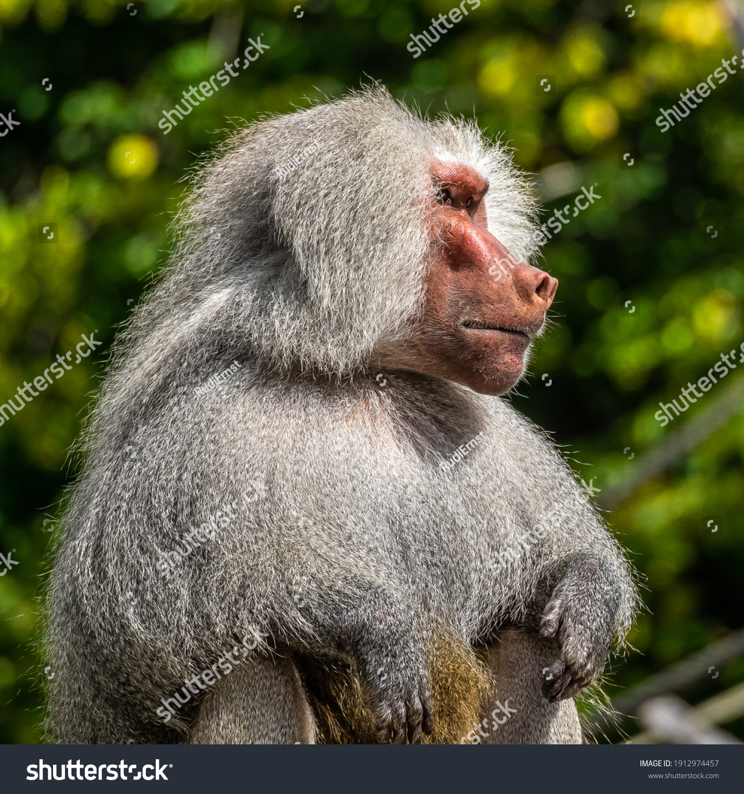 Stock photo the hamadryas baboon papio hamadryas is a species of baboon being native to the ho