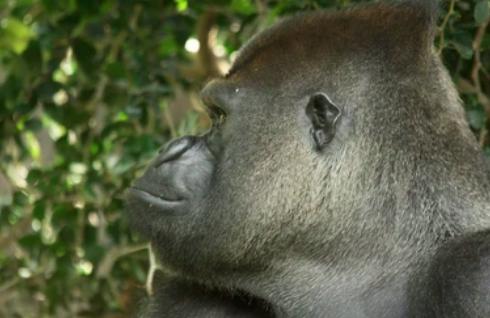 Gorilla profile