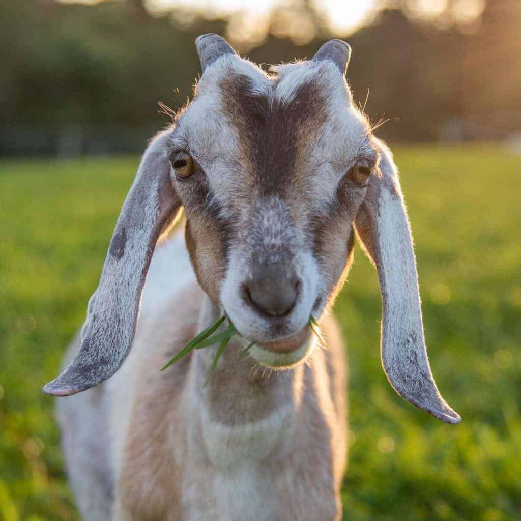 Goat2