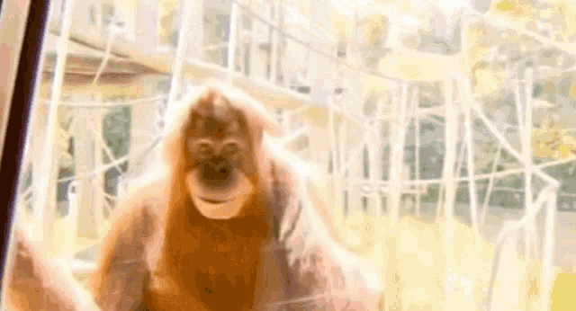 Monkey ape