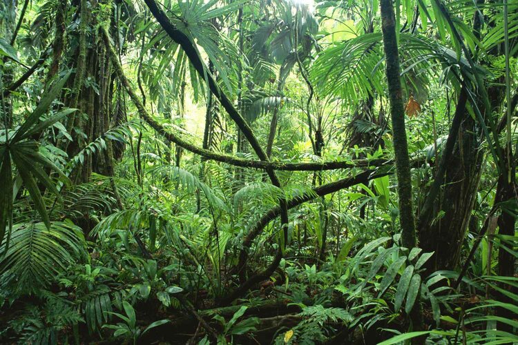 congo_jungle_ctt.jpg