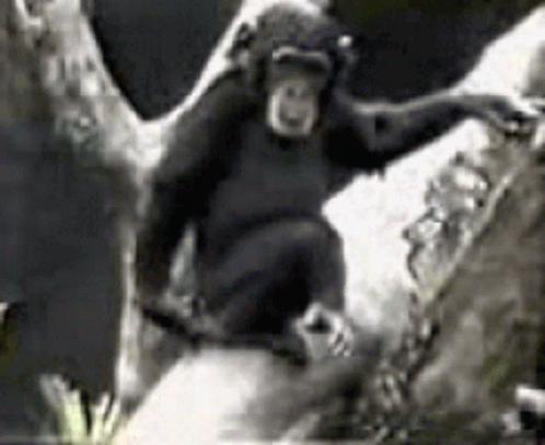 Chimpanzee wipes ass