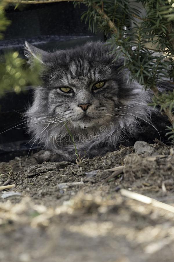 Adult male maine coon cat beautiful garden 143577667