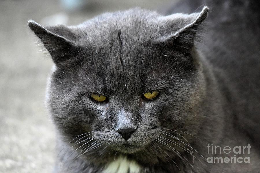 Tom cat charles trinkle