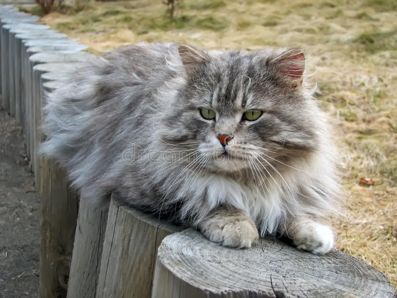 Gray fluffy cat lies logs tomcat 90174326
