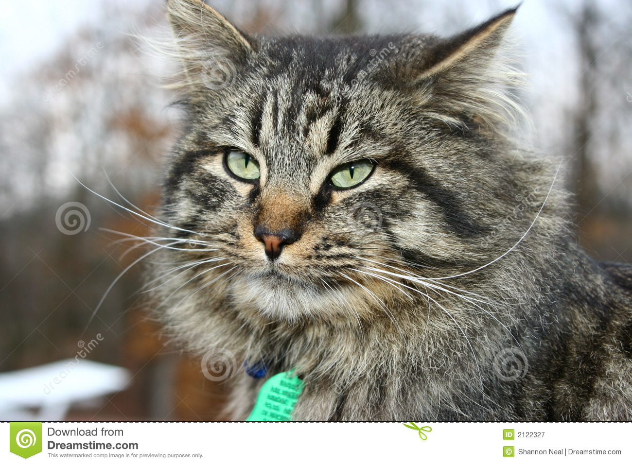Big tom cat 2122327
