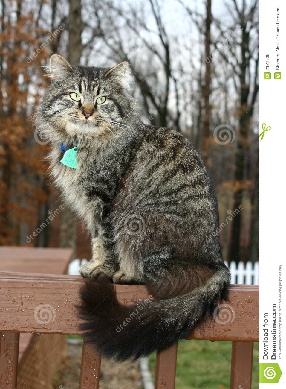 Cat sitting rail 2122338
