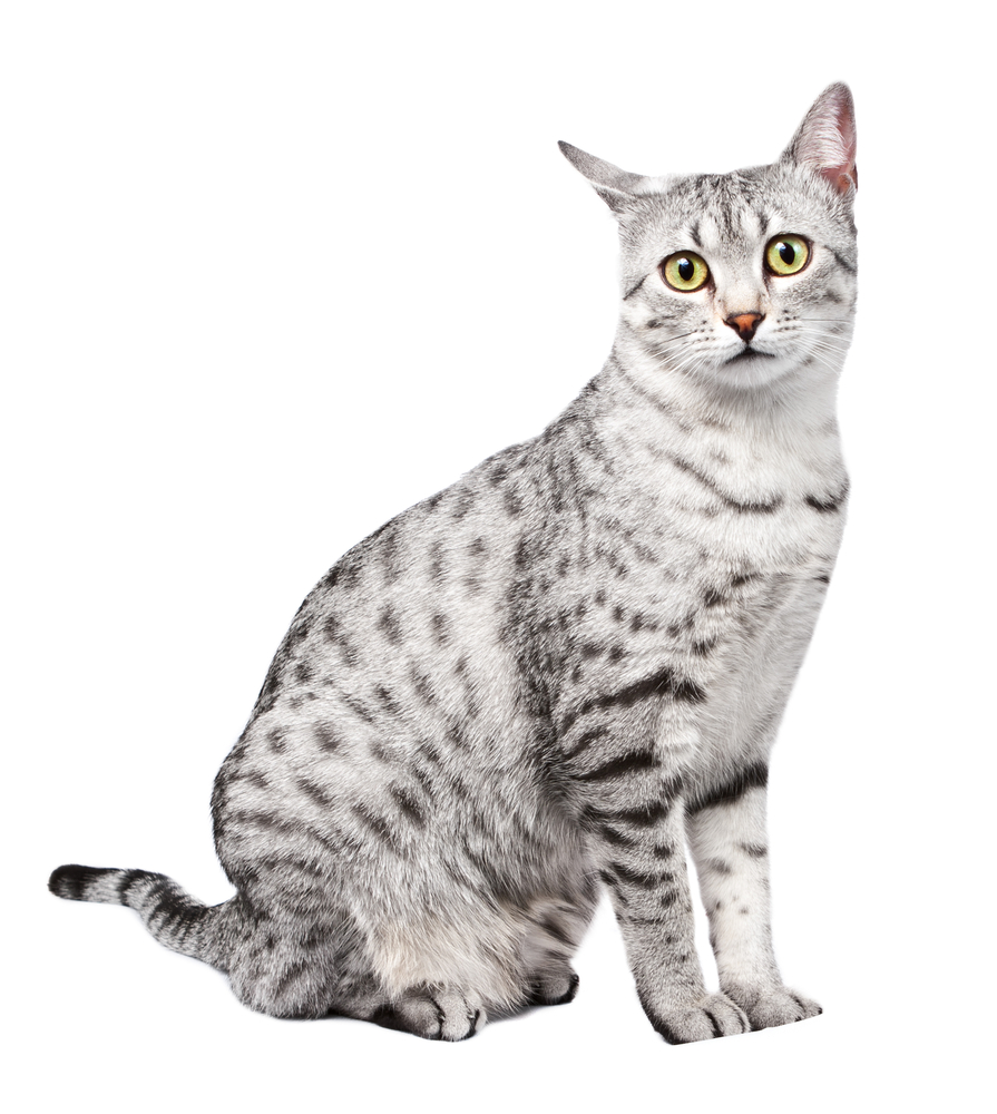 Egyptianmau 99506039