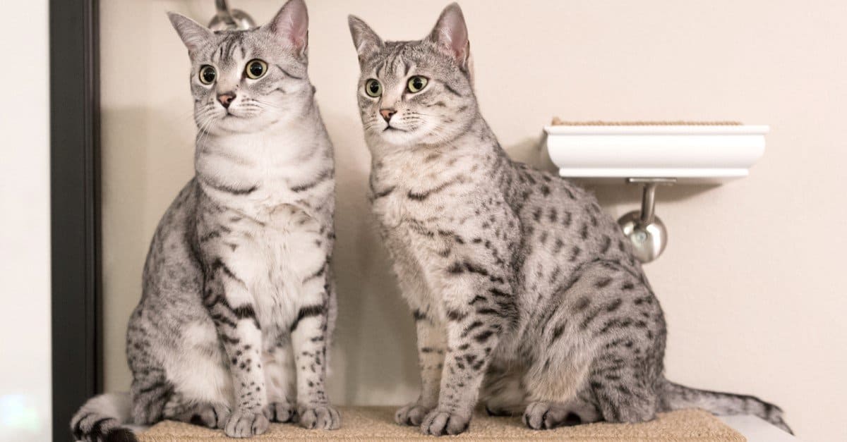 Maddest Angriest Cats Egyptian Mau