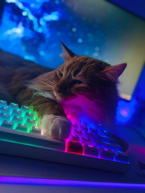 Dbvwmocljyz51