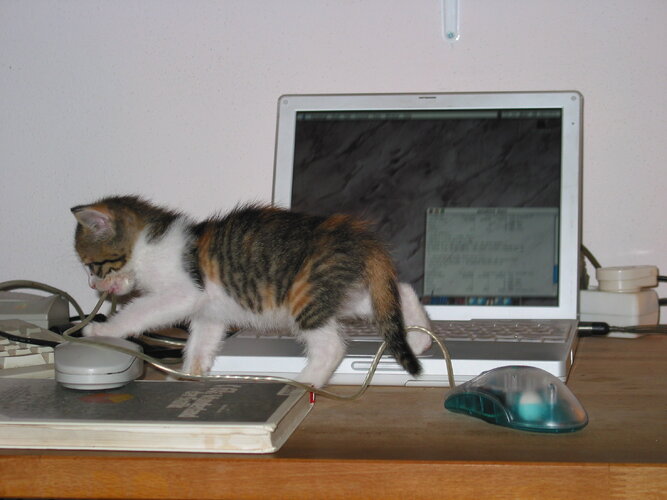 Cat and computer