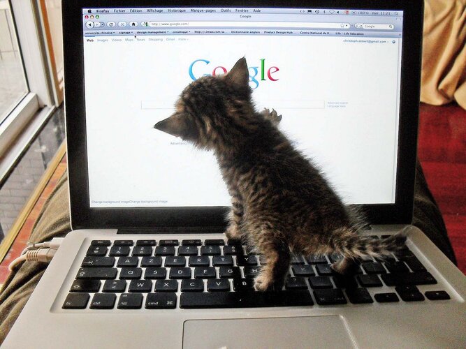   opt  aboutcom  coeus  resources  content migration  mnn  images  2015  08  googlecat 34a61b0