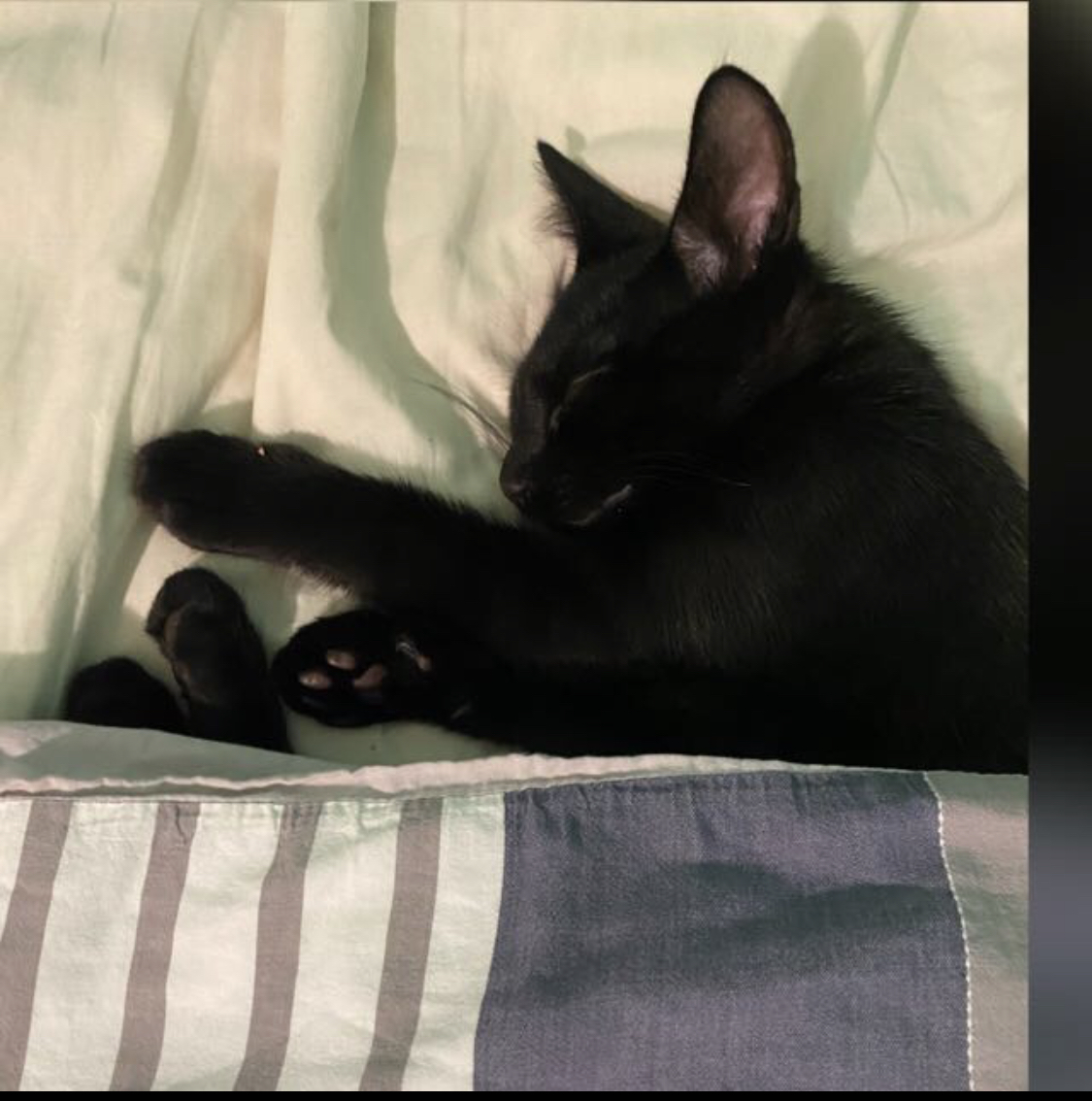 Kitten